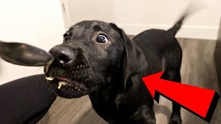Labrador Puppy Eats Peanut Butter For The First Time!!