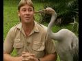 Steve Irwin S Wildest Animal Encounters Part 2