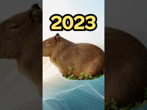 2023 Capybara vs 5000 bce Capybara
