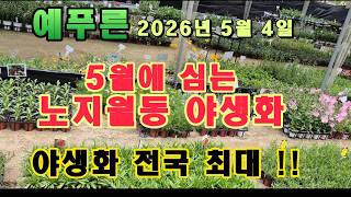 26년 5.4) 5월 노지월동 야생화 전국 최대 매장!!
