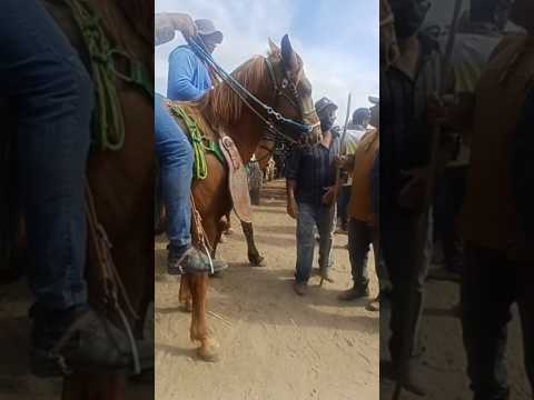 FEIRA DO GADO DE CAPOEIRAS-PE #gado #pecuarista #youtubeviral #agroemfocotvdigital #agro