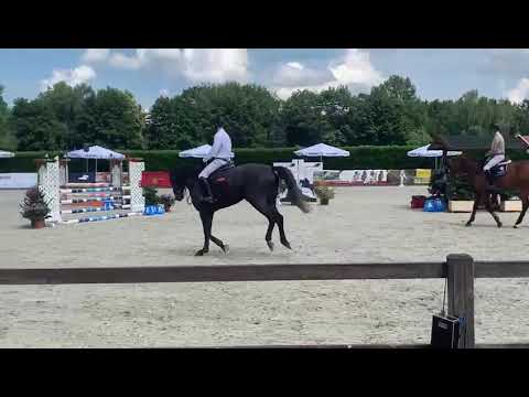 „Crassus“ - W v. Checkter x Lord Pezi, geb. 2017