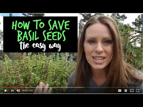 How to Save Basil Seeds