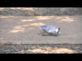 Waste Management Commercial
