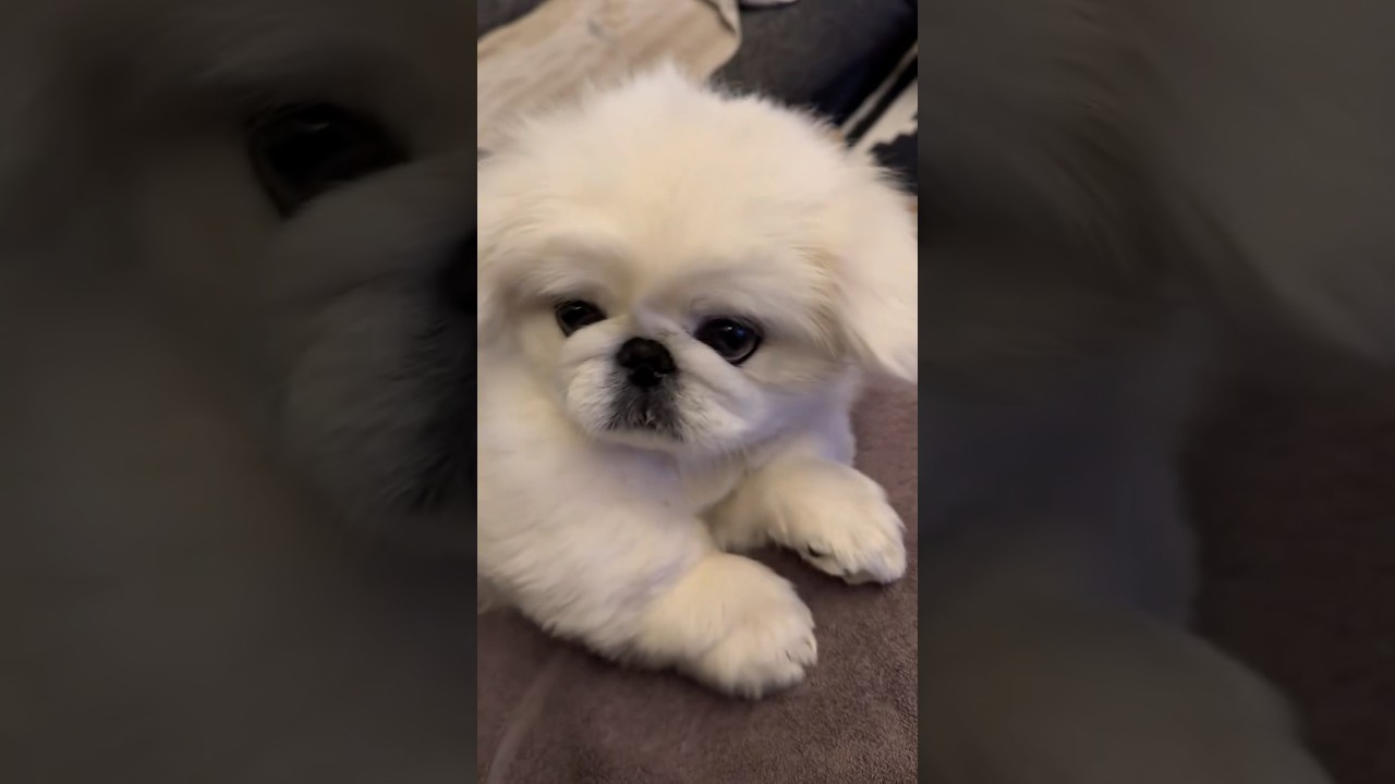 さあ、撫でて撫でて！🐶止められないマッサージ😆💕 「mouちゃん」Instagram@mou10182020   #犬王国 #ペキニーズ #ペキニーズのいる暮らし