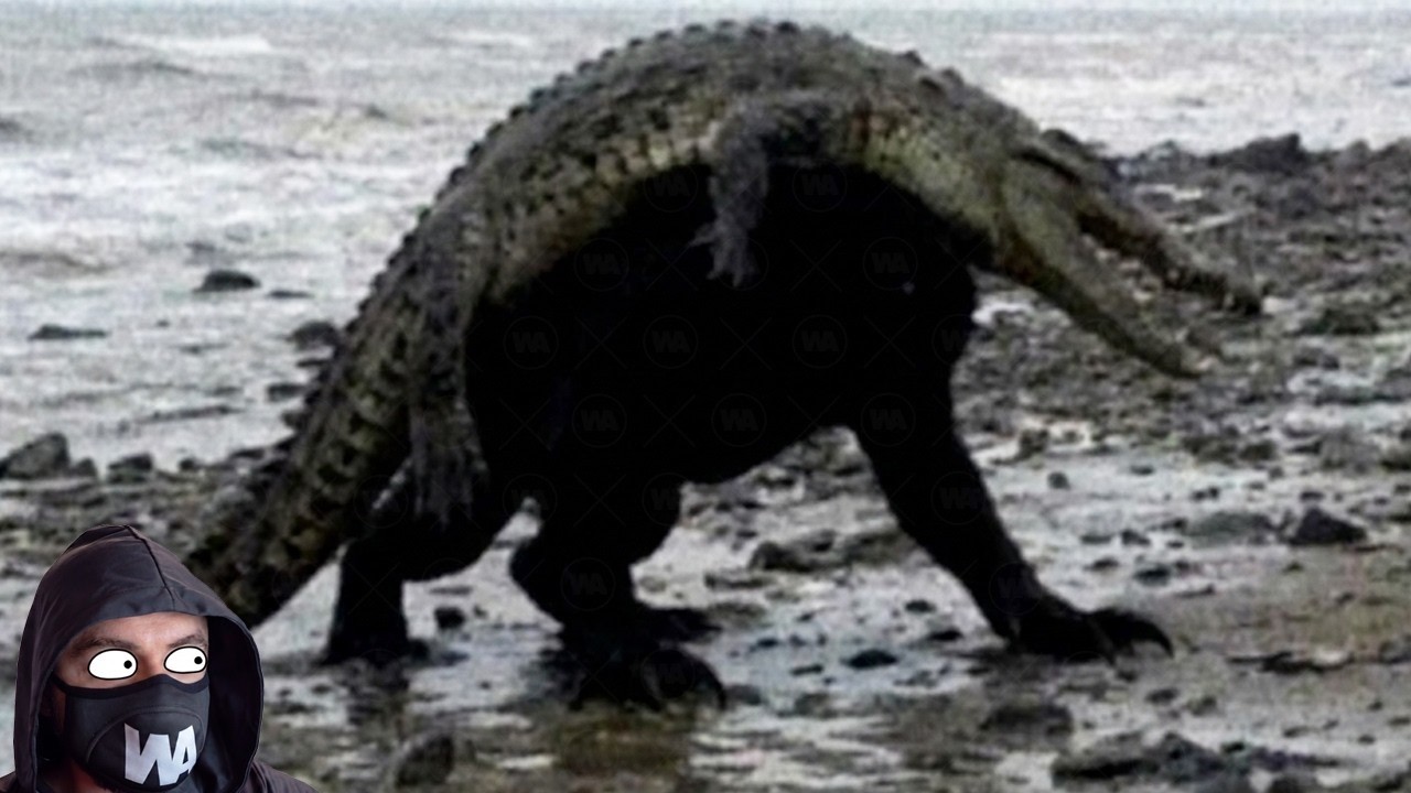 Esto Se Coló En El Hogar De Millones De Cocodrilos En Florida Y Empezó A Matarlos