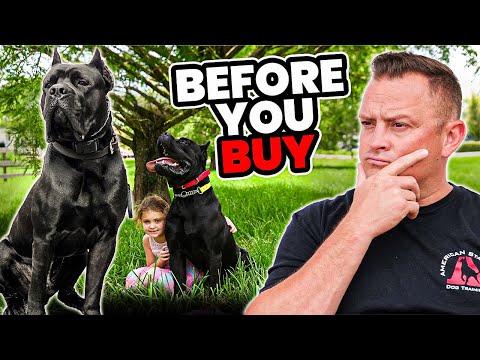 Is the CANE CORSO Right for You?