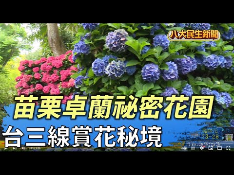 台三線賞花秘境 苗栗卓蘭祕密花園 |【民生八方事】| 2022041906 @gtvnews27