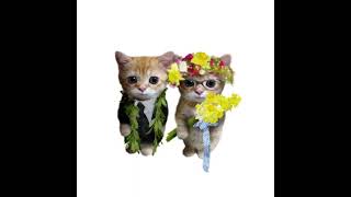 Cover art for loose cannon (sped up)