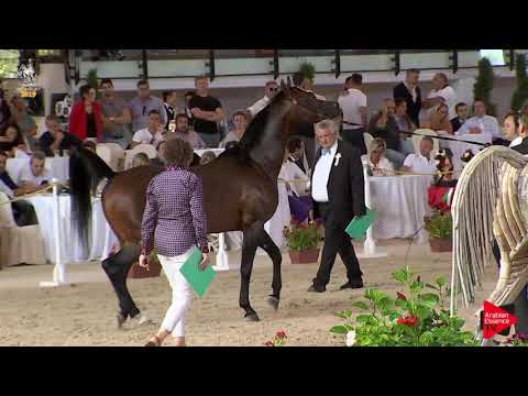N 101 FEUER JADE   Italian Nationals 2019   7 Years Old and Older Stallions Class 11 12