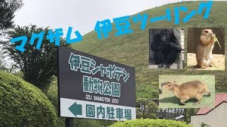 【マグザム】伊豆ツーリング⑤　伊豆シャボテン動物公園