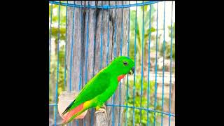 Download lagu suara pikat serindit memanggil 2023#shorts mp3