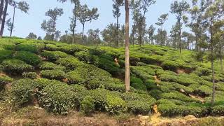 preview picture of video 'Tea plantation, Kelagur, Karnataka, India | Tea'