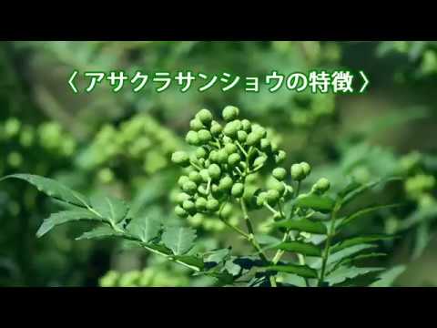 園芸 四川山椒の栽培と維持