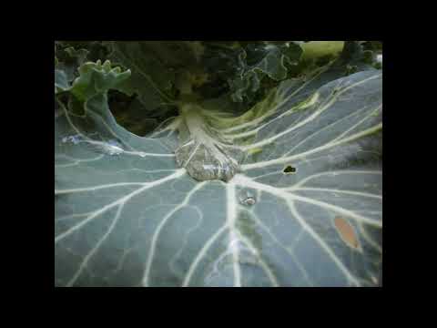 OhmikRon - Gravity Hologram (TapeAir Kunfalvy Ákos Két Vers Overdub Mix)