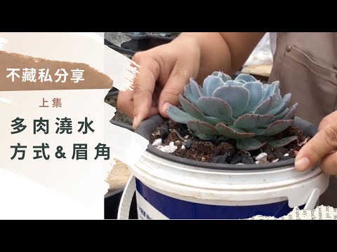 澆水方式＆眉角
