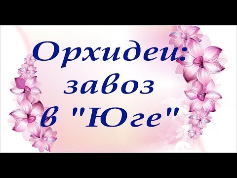 ОРХИДЕИ:отличный ЗАВОЗ в "Юге",есть "Дикие Коты",БигЛипы(03.08.2019),привет Марине и Ирине!