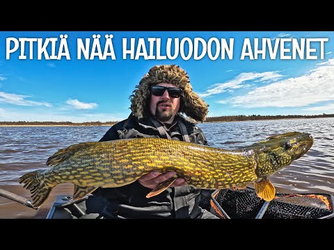 AHVENTA YRITIN, HAUKEA SAIN - KALASSA HAILUODOSSA