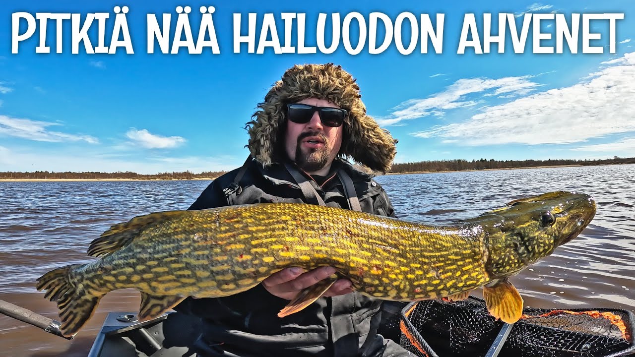 AHVENTA YRITIN, HAUKEA SAIN - KALASSA HAILUODOSSA