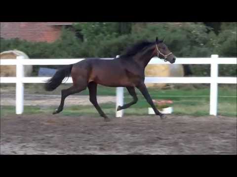 2j. Hengst Rock Amour B v. Rock Forever NRW www.zuchthof-bahnemann.de