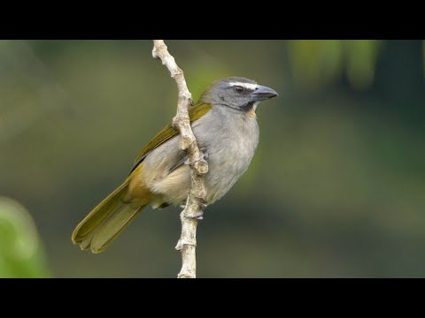 Tanečník pestrohrdlý (Saltator maximus) — video o speve a chove