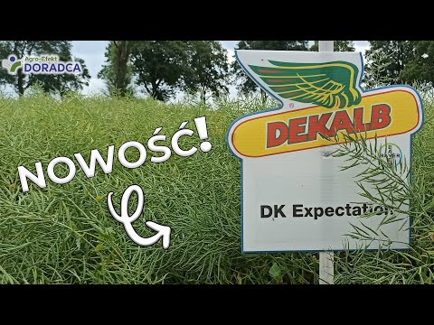 Po prostu DK Expectation 😎 | Agro-Efekt