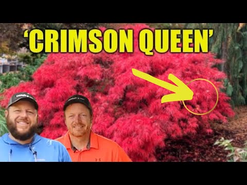 Acer Palmatum 'Crimson Queen' Weeping Red in the MrMaple Garden! - Japanese Maples