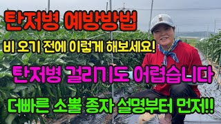 탄저병 예방방법 대공개!!! 더빠른소뿔종자도 공개!!!