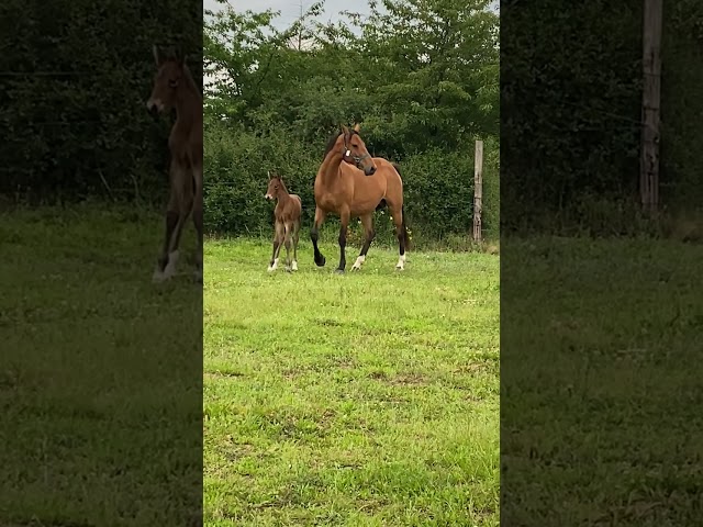 Poulini&egrave;re SF  Iunity d&rsquo;Aubigny 8 ans 