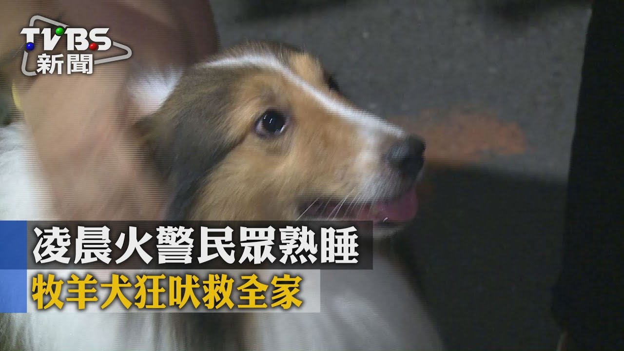 緊要關頭!半夜火警 牧羊犬狂吠救全家