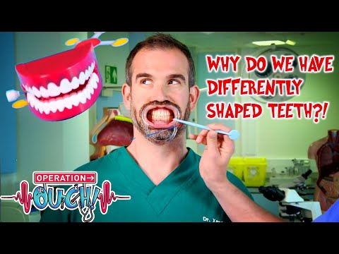 Why Do We Have Differently Shaped Teeth? | Science for Kids | Operation Ouch