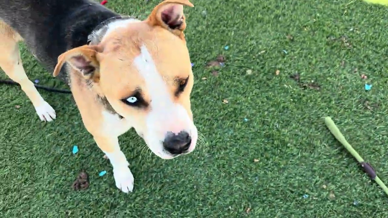 Josie, a ADOPTABLE mixed breed in Wasco, CA video 6/6