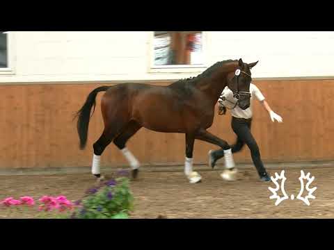TK041 Trakehner Hengst von Impetus   EH Maizauber   Rittersporn