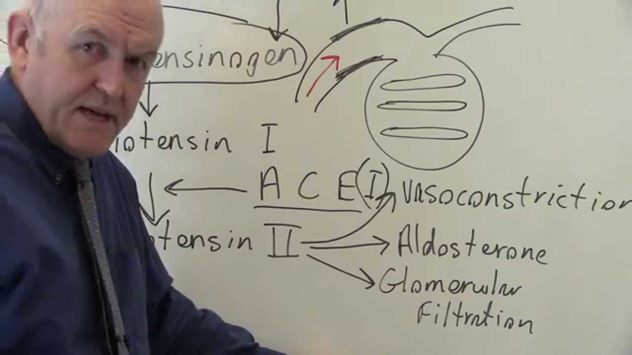 Renin angiotensin system regulates blood pressure