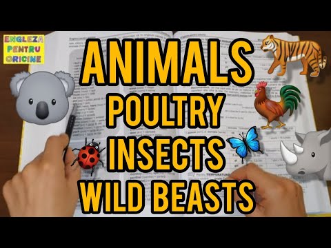 Lecţia # 254 – Farm Animals 🐎🐄🐖🐑, Poultry 🐥🐓🦆🦃, Insects 🐜🐛🦋🐞🦟, Wild Beasts 🦊🐻🐘🐒