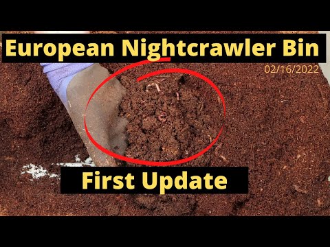 European Nightcrawlers (ENC) - First Checkup 02/16/2022