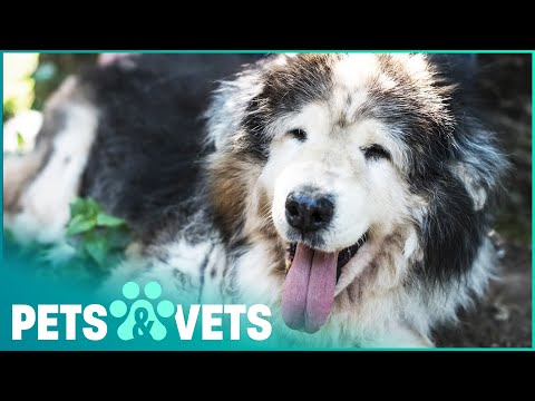 The Special Bond Old Dogs Have With People | Seniors: A Dogumentary | Pets & Vets
