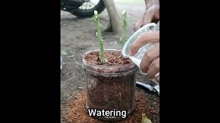 Download lagu Cara mudah stek cuttings pohon jeruk mp3