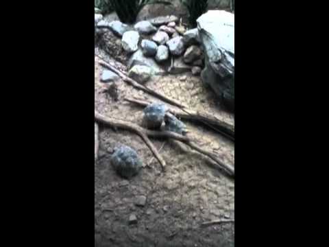 turtles mating (funny)