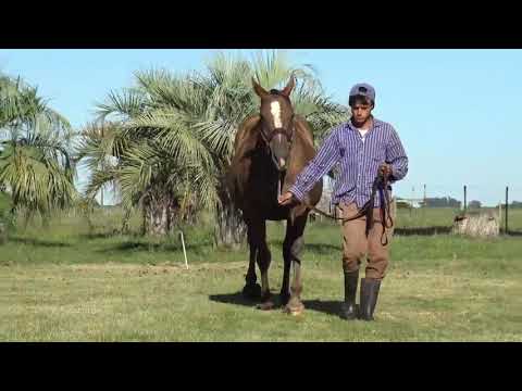 Lote CHIPPEWA (ARG)