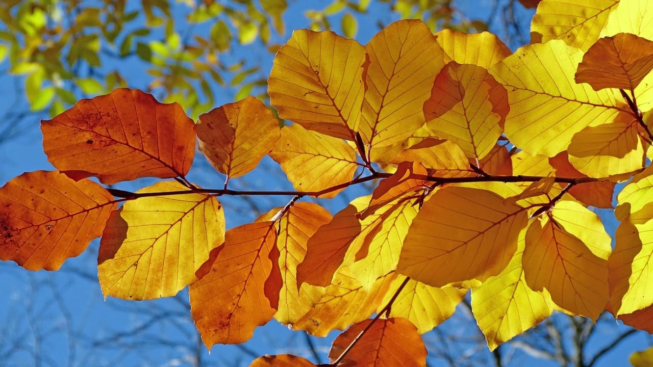 【BGM】晴れた日の午後に聴きたいオルゴール音楽 / 赤ちゃん,睡眠,睡眠用bgm,寝かしつけ,オルゴール,lullaby,baby,ジブリ
