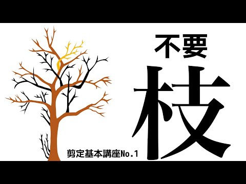 アプリコットの木を剪定する