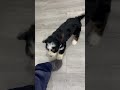 Mini Bernedoodle dogs for sale: Jasmine - Video 1