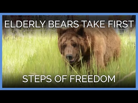 Elderly Bears Take First Steps of Freedom