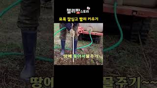 Download lagu How to plant persimmon tree seedlings properly mp3