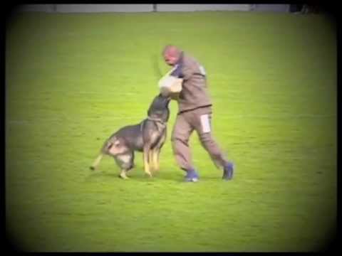 WUSV-WM. 4.10.2012. A. Svedberg/Pax Skaybackens (Sweden). Disqualification.