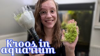 De PLAAG KROOS, hoe kom je eraf? Met DIY Kroos Skimmer! //Nickey//