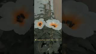 Download lagu Story wa #Ran  dekat di hati💙 mp3