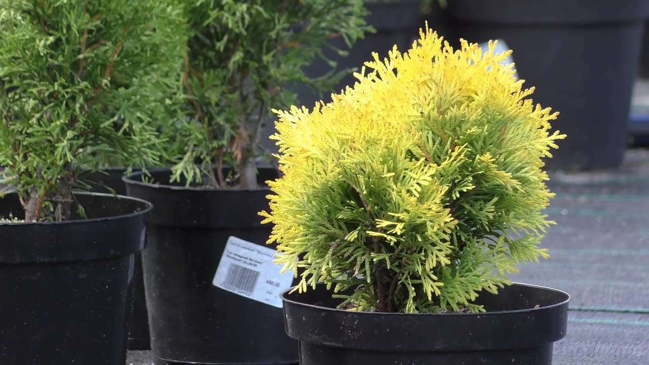 Видеокамера Panasonic HC-V760