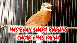 Download lagu SUARA BURUNG CUCAK EMAS PAPUA - AUDIO MASTERAN mp3